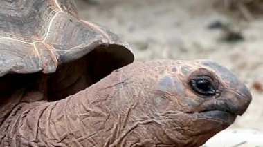 Dev Kaplumbağa Surat, Kırışık Boynuyla Yakın Çekim