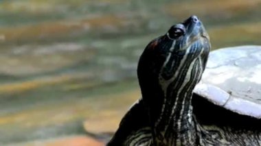 Su Tarafından Çizgili Tatlı Su Kaplumbağa Profili