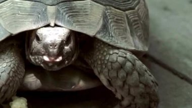 Kabuğun Altındaki Kaplumbağa Başı Kapanış