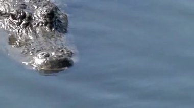 Suda Yüzen Timsah Başı Gizlice Yaklaş