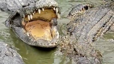 Açık Ağzı Bulanık Suda Timsah