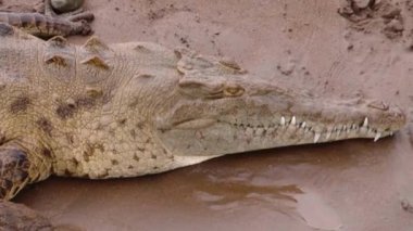 Timsah Dişli Çamur Kıyısı Profilinde Dinleniyor