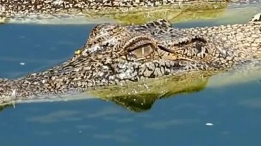 Mavi Suda Birlikte Yüzen İki Timsah Başı