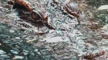 Timsah Gözü Kapanışı, Islak Kafa Kısmen Batık