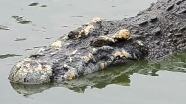 Timsah Başı Yosun Benekleriyle Yüzüyor Yakın plan