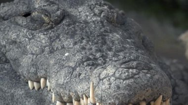 Keskin Dişlerle Timsah Kafa Kapanışı