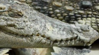 Timsah Tarafı Profili Kapalı Göz ve Dişlerle Kapalı