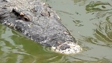 Timsah Başı Bulanık Su Kapanışı 'nda Yüzüyor