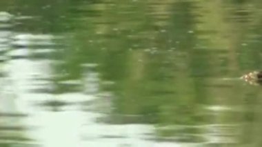 Suyun üzerinde yüzen timsah kafası