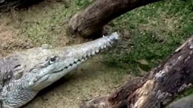 Slender-Snouted Gharial Timsahı Sandy Riverbank Kapanışı 'nda.