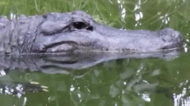 Yeşil Göl Suyunda Krokodil Başı Yüzüyor