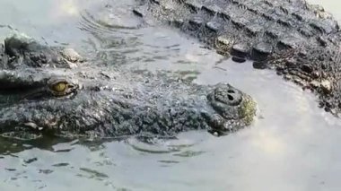 Timsah Başı Sarı Gözlü Suda Yakın Çekim