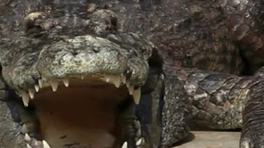 Açık Ağız ve Dişlerle Timsah Önü Görünümü