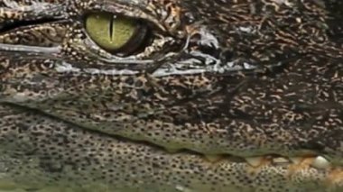 Timsah Gözlü Makro Kapanış Diş Detaylı