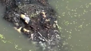 Timsah Başı Bulanık Algler 'in Su Kapanmasına Battı