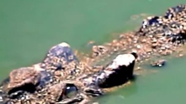 Çamurlu Timsah Başı Yeşil Su Kapanmasına Battı