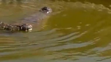 Kahverengi Nehir 'de Timsah Yüzüyor Su Kapanışı