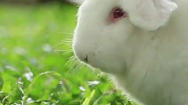 Beyaz Albino Tavşan Yeşil Çimene Yaklaştı