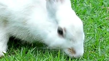 Beyaz Tavşan Yeşil Çimenlik Kapanışında Otlanıyor