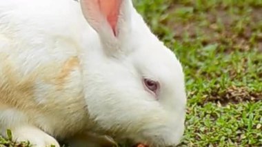 Beyaz Tavşan Çimende Havuç Yiyor