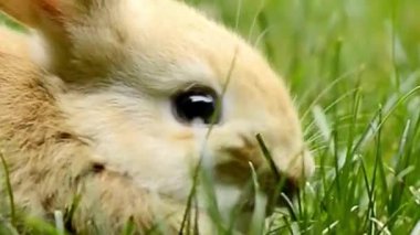 Şirin Bebek Tavşan Kapanış Çimeni