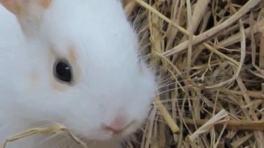 Beyaz Tavşan Hasır Kapalı Yatakta