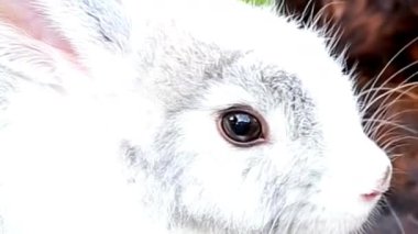 Parlak Gözlü Beyaz Tavşan Tarafı Profili