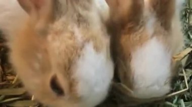 İki Yavru Tavşan Saman Yiyiyor