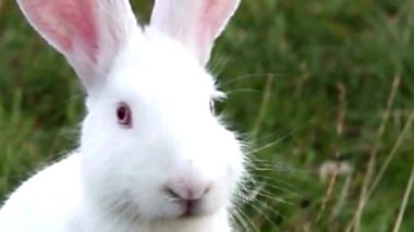 Beyaz Albino Tavşan Çimende Portresi