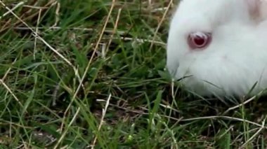 Beyaz Tavşan Çimenlerde Uzanıyor