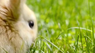 Şirin Tan Tavşanı Yeşil Çimenlik Kapanışında otluyor