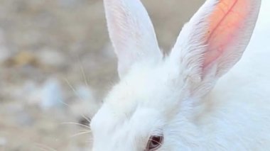 Beyaz Tavşan Yaprak Çiğneme Kapanışı