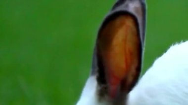 Yeşil Çimen Yaklaşma Üzerine Beyaz Tavşan Tarafı Profili