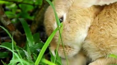 Tan Rabbit Çimenlik Kapanışı