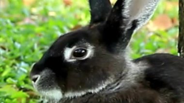 Siyah Tavşan Yeşil Çimende Yakın Çekim