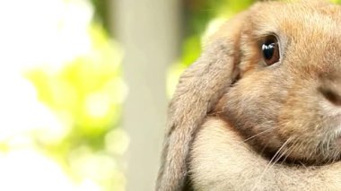 Kahverengi Tavşan Yüzü Yakın Çekim Portresi