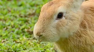 Tan Rabbit on Grass Kapanış Portresi