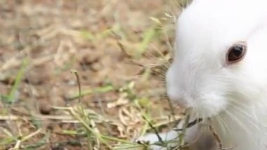 Beyaz Tavşan Saman Yiyor Kapalı Kapılar