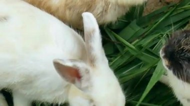 Çimen Yiyen Tavşanlar Üst Görünüm