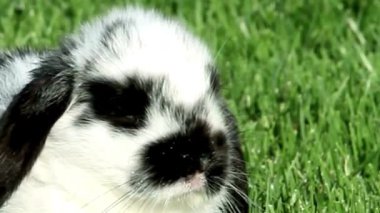 Siyah ve Beyaz Tavşan Çimenlerin Üzerinde