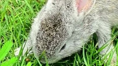 Gri Tavşan Yeşil Çimende Çimenlik