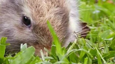 Yeşil Çimende Bebek Tavşan Otlağı Kapanıyor