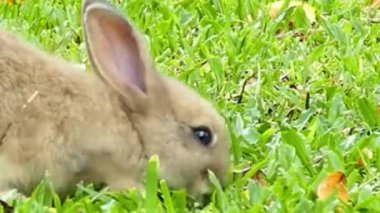 Kahverengi Tavşan Yeşil Çim Kapanışı 'nda otlanıyor