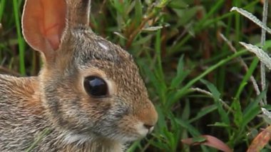 Yeşil Çayır 'da Yabani Tavşan Portresi