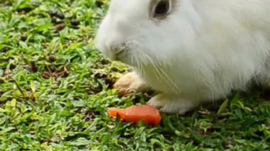 Beyaz Tavşan Çimende Havuç Yiyor