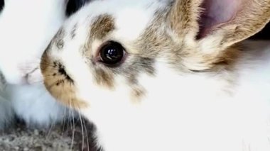 Benekli Tavşan Suratı Kahverengi Yamalı Kapanış