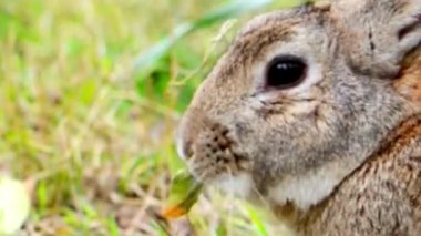 Kahverengi Yaban Tavşanı Yakından Çekim Profili