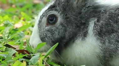 Görülen Tavşan Yeme Çimende Yakın Çekim Yapıyor