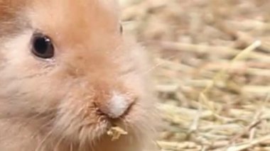 Bebek Tan Tavşan Saman Yiyen Yakın plan