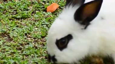 Siyah İşaretli Beyaz Tavşan Çimenlik Kapanışı